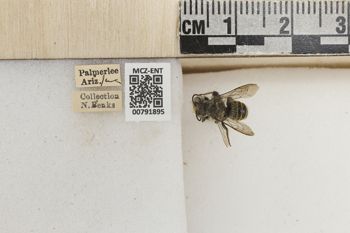 Media type: image;   Entomology 791895 Aspect: Labels
